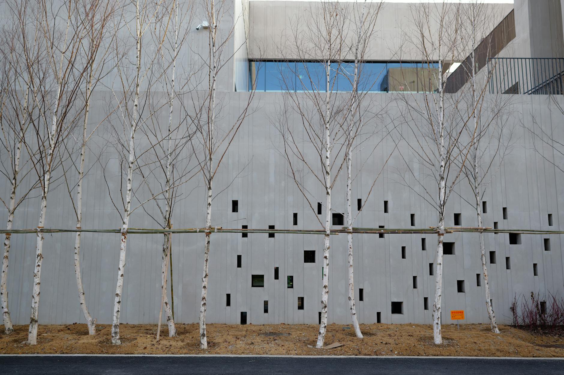 Modernes Gebäude mit Betonwand und Birken im Winter